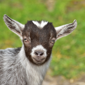 Global Gift 2022 buy a goat India